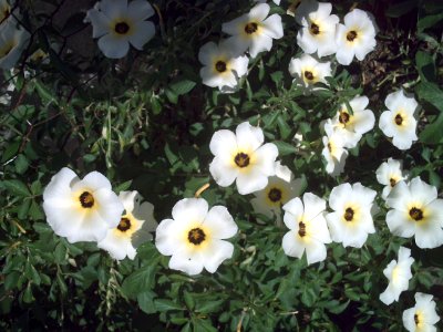 White Flowers from Merida