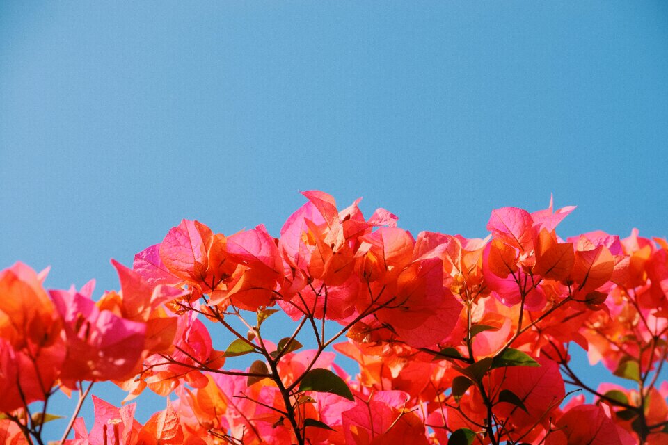 Blooming plant blossom
