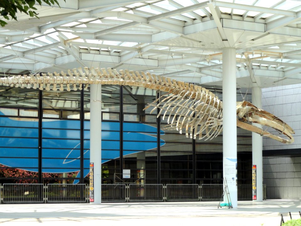 Whale skeleton - Osaka Museum of Natural History - DSC07704