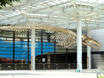 Whale skeleton - Osaka Museum of Natural History - DSC07704