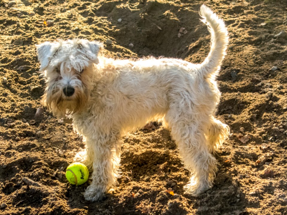 White miniature schnauzer puppy with a tennisball on sand