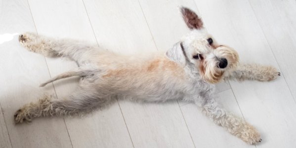 White miniature schnauzer puppy stretching himself on the floor