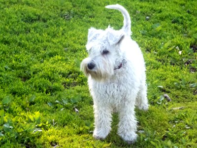 White miniature schnauzer puppy standing from front