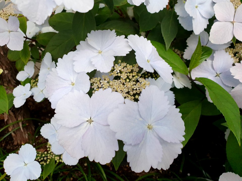 White flowers in Tokyo 3