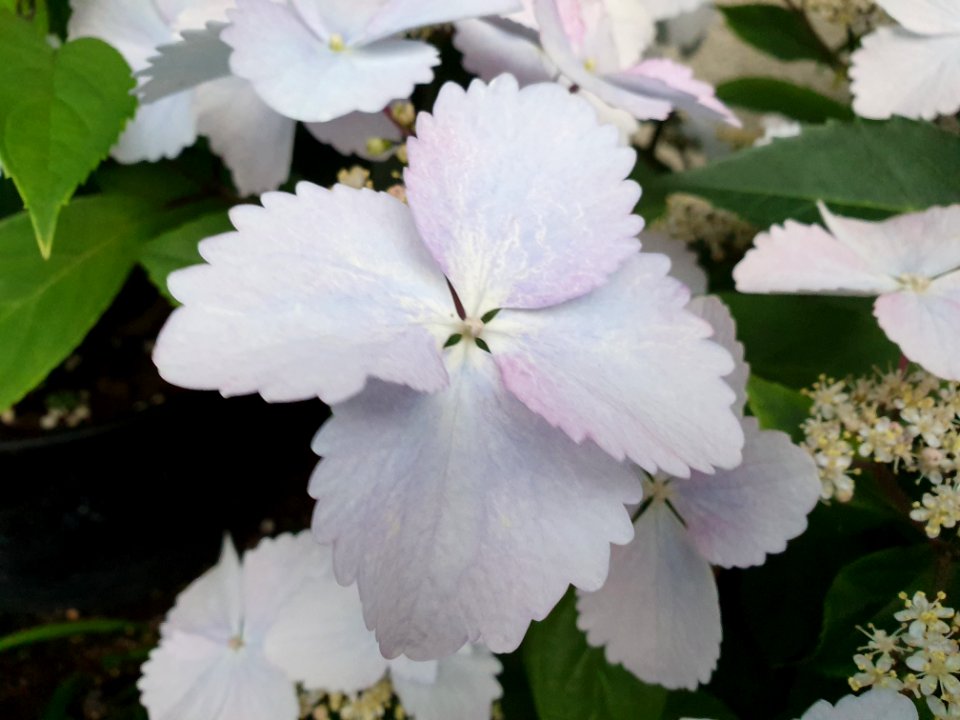 White flowers in Tokyo 2