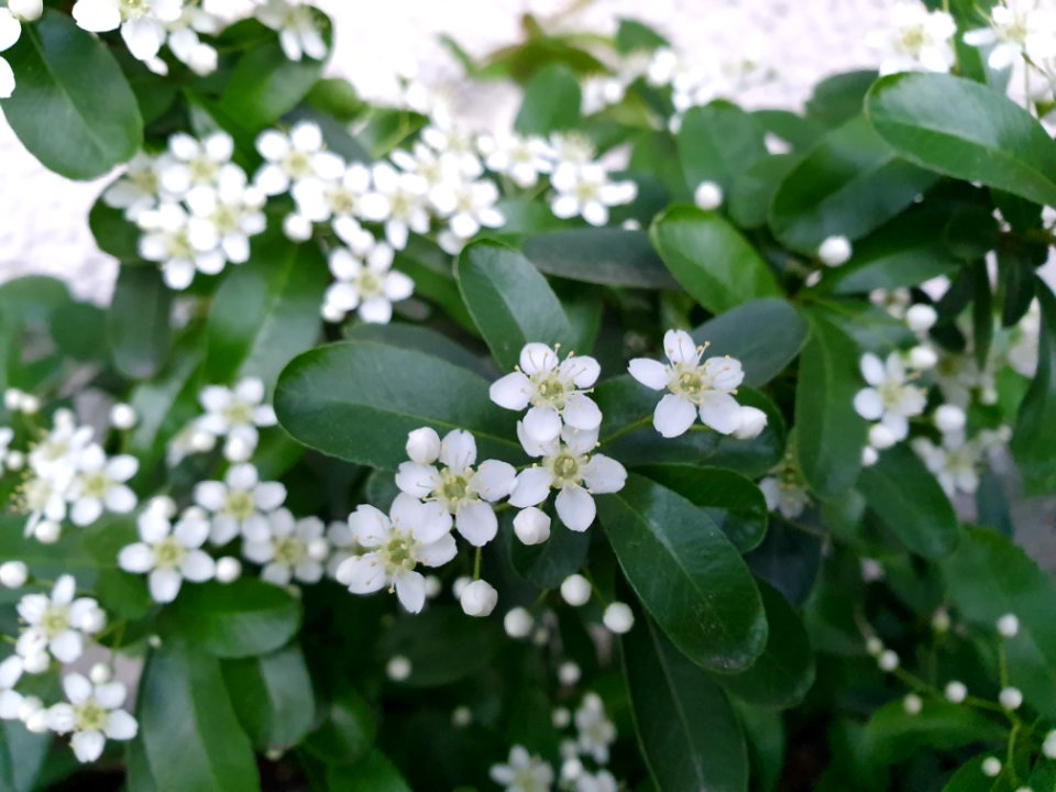 White flowers in Tokyo