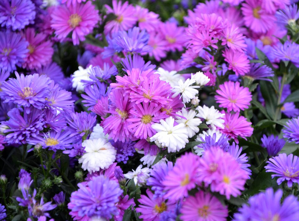 Violet purple green leaves bouquet