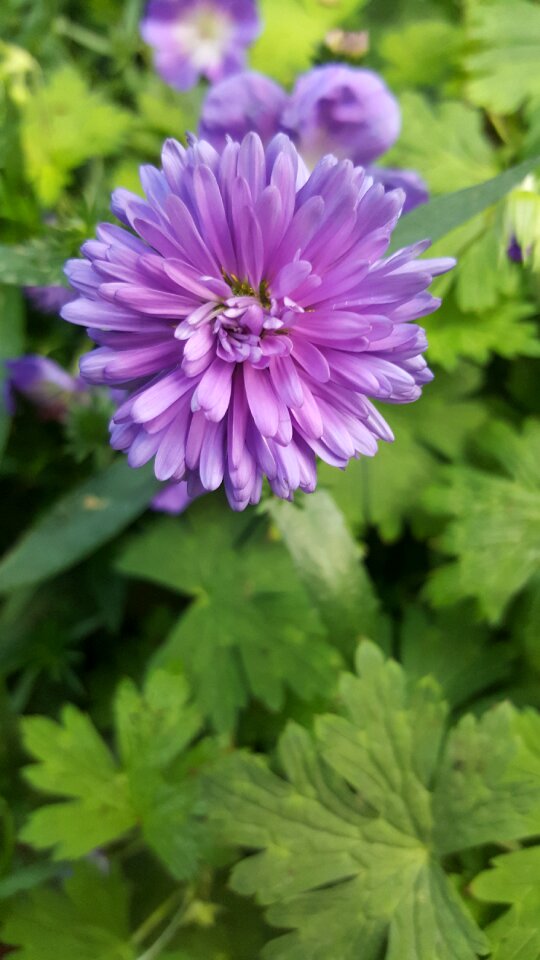 Flower summer leaf