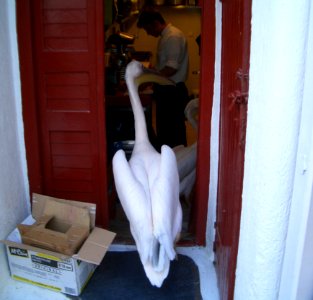 What can I get? Pelican part 2