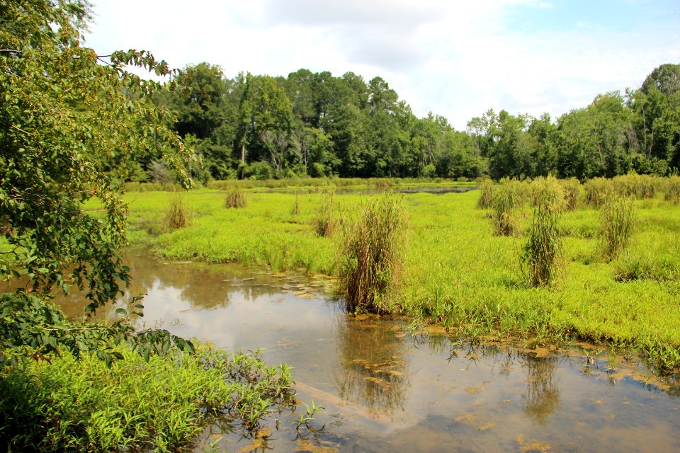 Wetlands, New Echota, July 2017 2