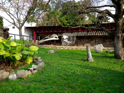 Whale skeleton - Colonia del Sacramento