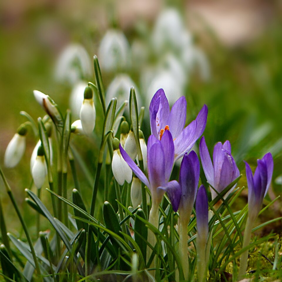 Galanthus white closed