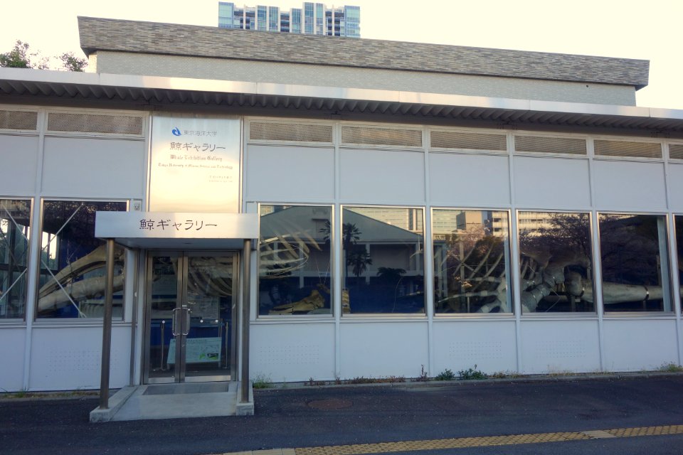 Whale Exhibition Gallery - Tokyo University of Marine Science and Technology - DSC00895