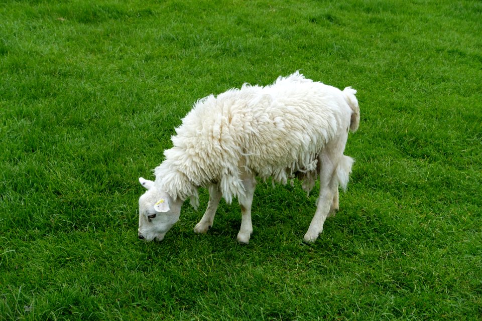 White lamb - Avebury, Wiltshire, England - DSC00320