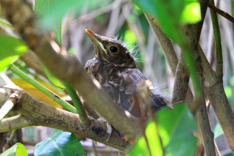 Bird hedge camouflage
