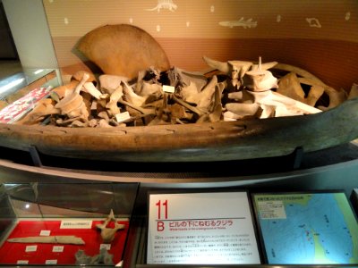 Whale fossils - Osaka Museum of Natural History - DSC07766
