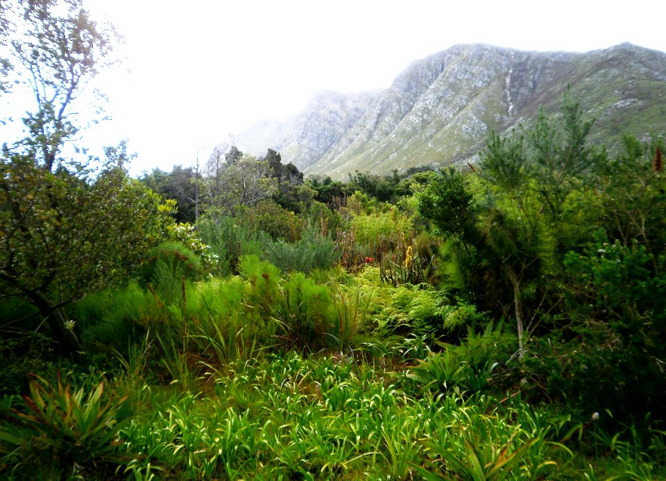 Wetland Garden - Western Cape - Cape Lowland Freshwater Wetland plants