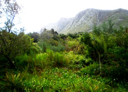 Wetland Garden - Western Cape - Cape Lowland Freshwater Wetland plants
