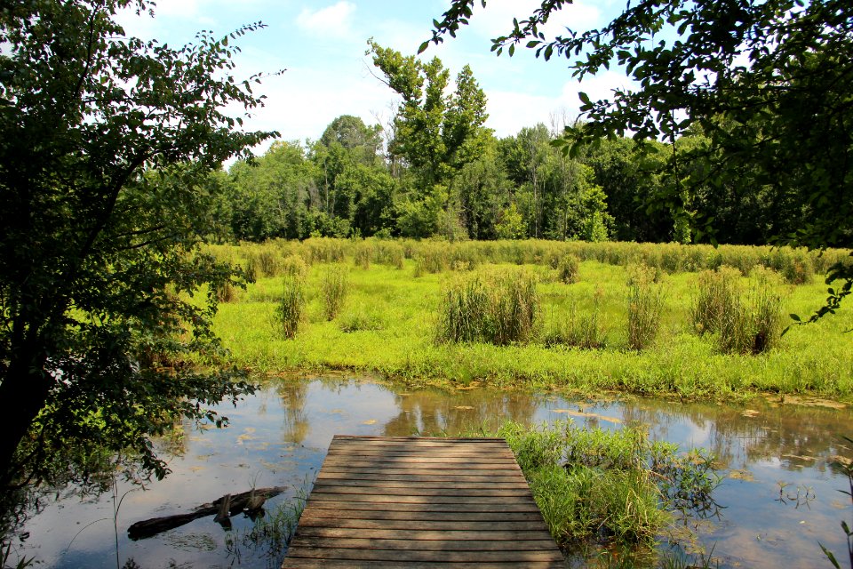 Wetlands, New Echota, July 2017 1