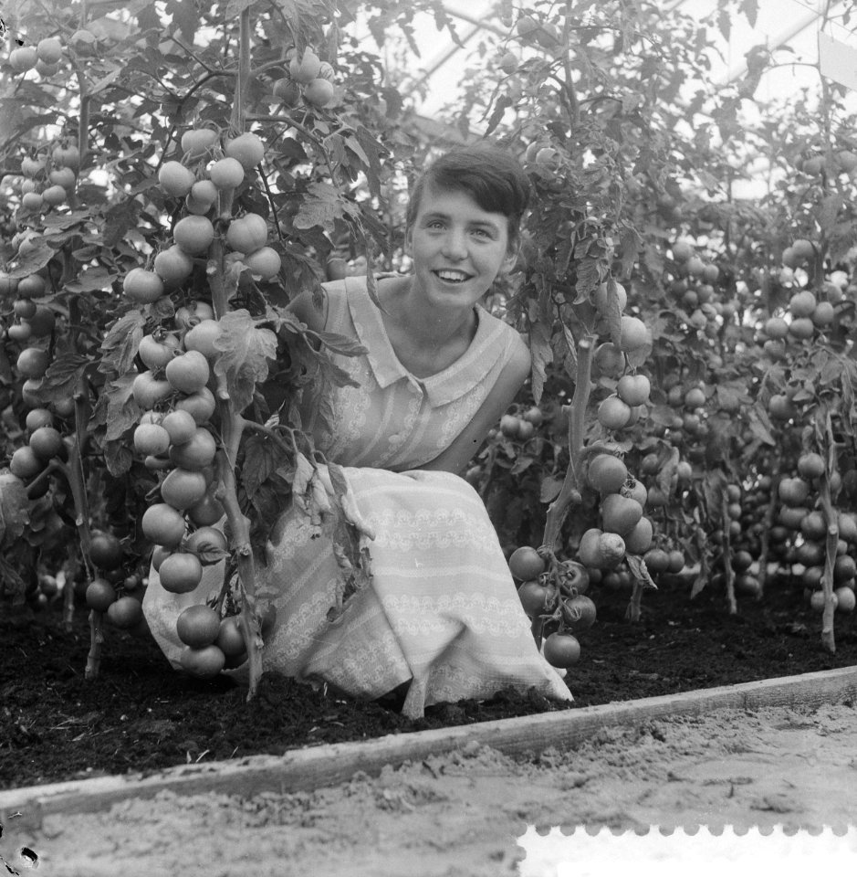 Westlandse Handelstentoonstelling, meisje bij tomatenstruik, Bestanddeelnr 910-5552