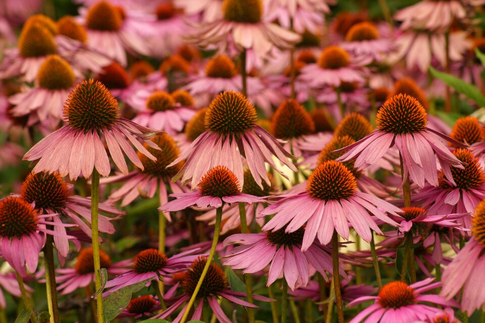 Coneflower garden echinicea