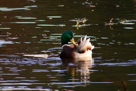 Bird waterfowl wild birds photo