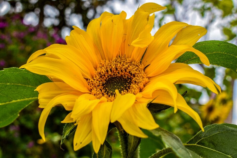 Flower spring bright