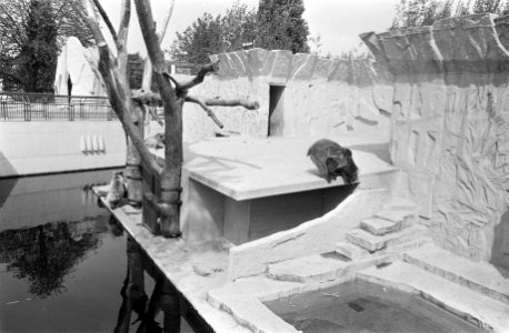 Wethouder Van der Velde van Amsterdam opent nieuw berenverblijf in Artis, de ber, Bestanddeelnr 927-2706