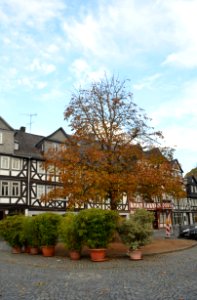 Wetzlar, Schillerplatz, alte Kastanie