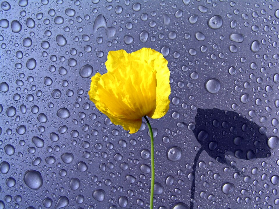 Flower background art