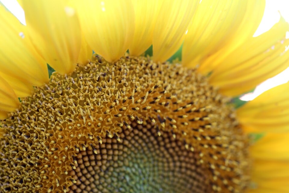 Plant macro evening
