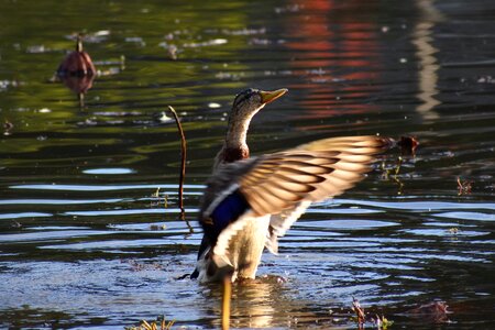 Bird waterfowl wild birds