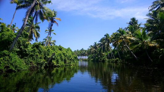 Gods own country coconut tree backwater