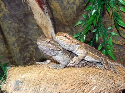 Terrarium agama dragon