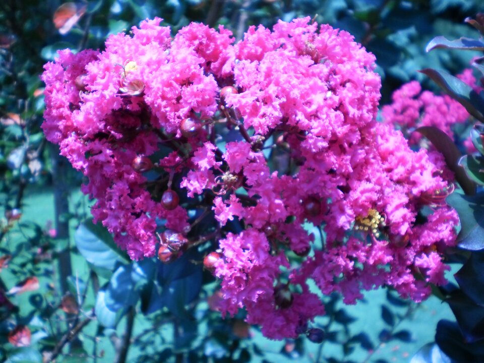 Carolina bloom flowering