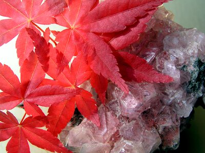 Leaves crystal still life
