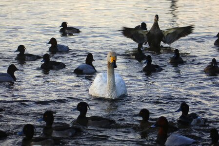 Waterweed waterside bird