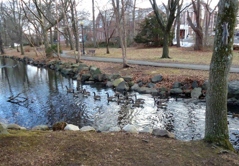 Westfield New Jersey Mindowaskin park with ducks and squirrel and lake