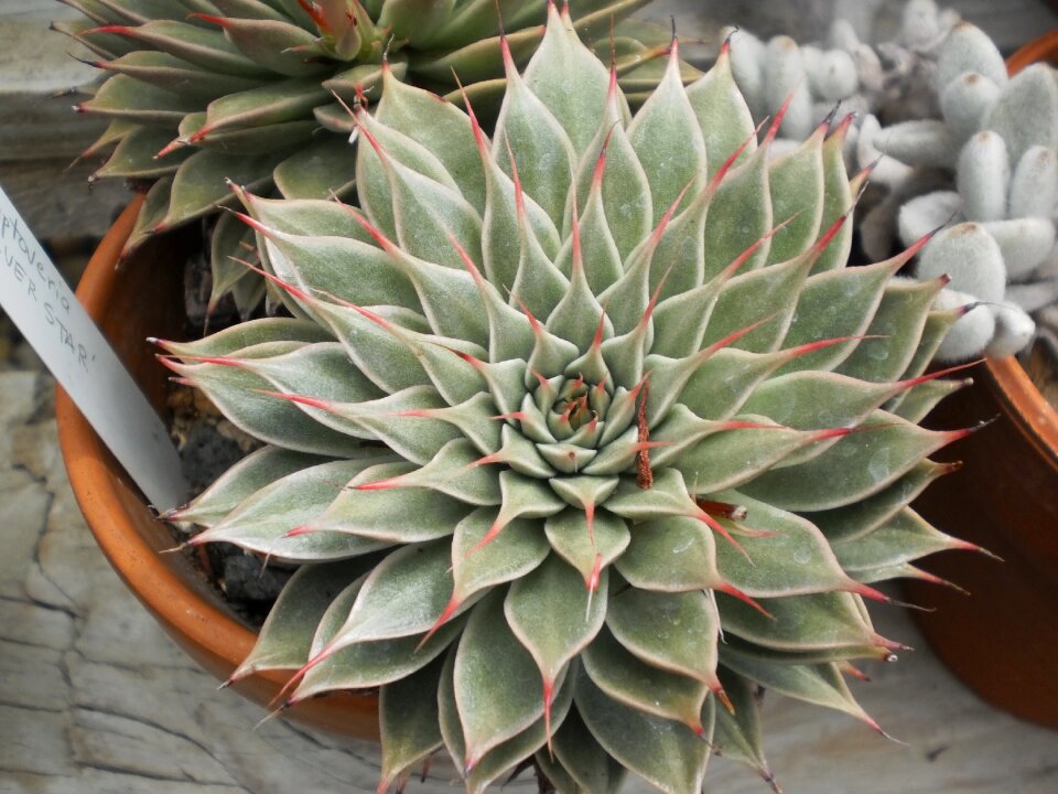 Garden nature succulent