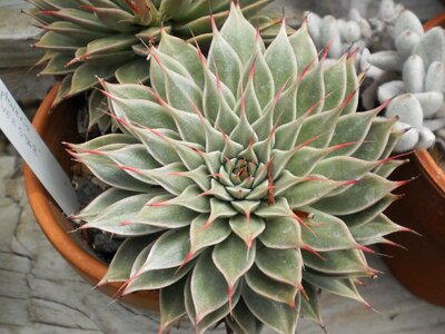 Garden nature succulent