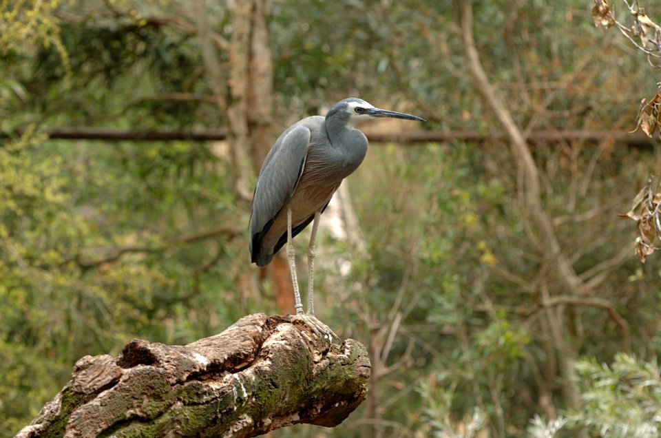White-faced-Heron-Melbourne-Zoo-20070224-036