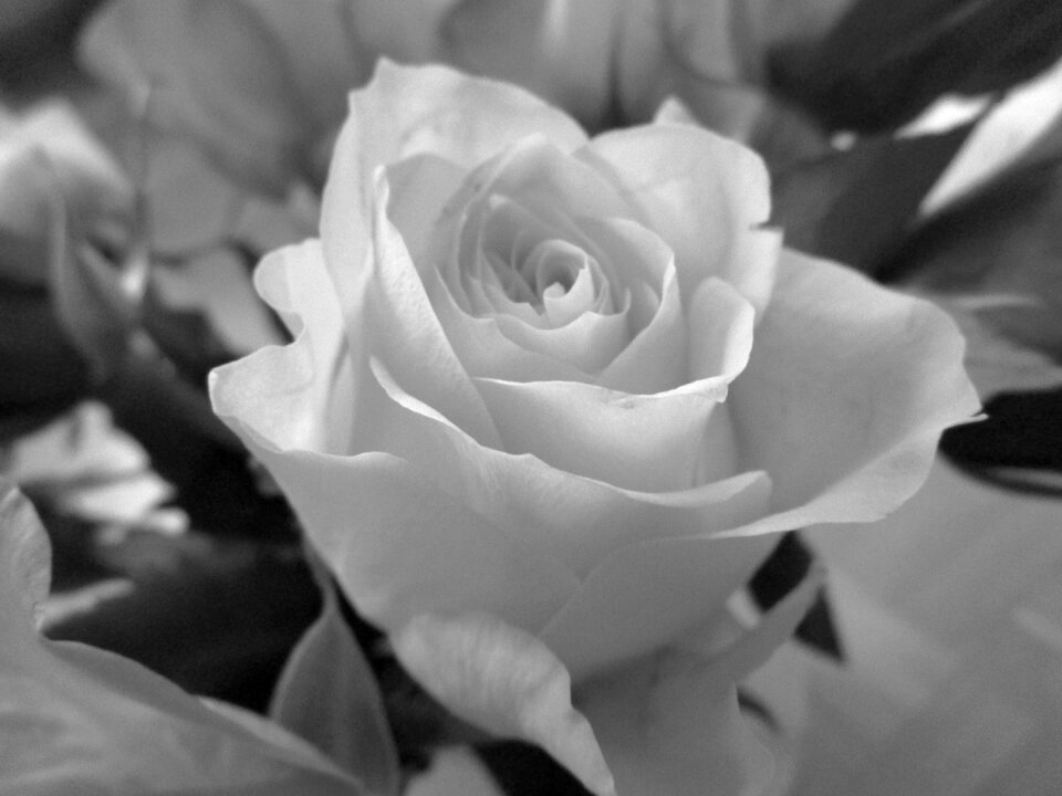 Nature rose bloom mourning