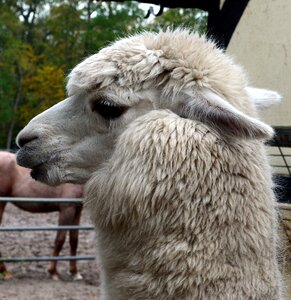 Wool animal portrait head photo