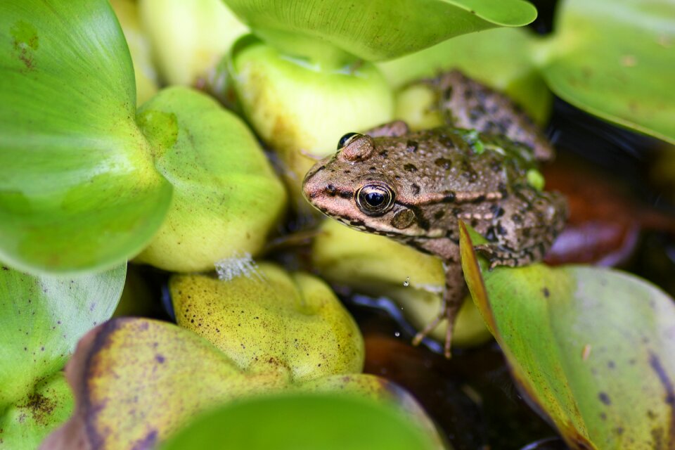 Leaf fauna animal