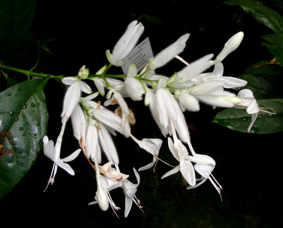 Whitfieldia elongata - Palmengarten Frankfurt - DSC01800