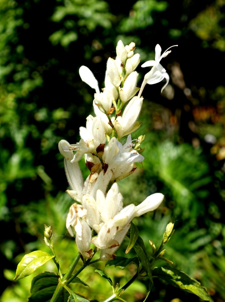 Whitfieldia elongata - Naples Botanical Garden - Naples, Florida - DSC09732