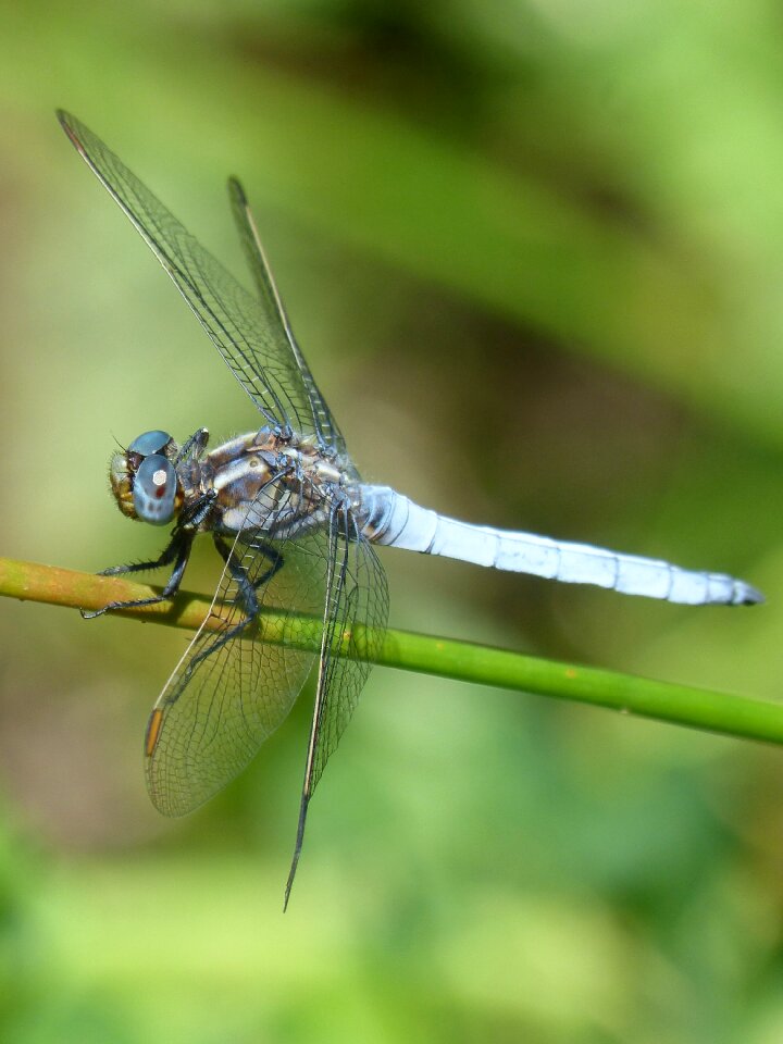 Wetland orthetrum coerulescens look