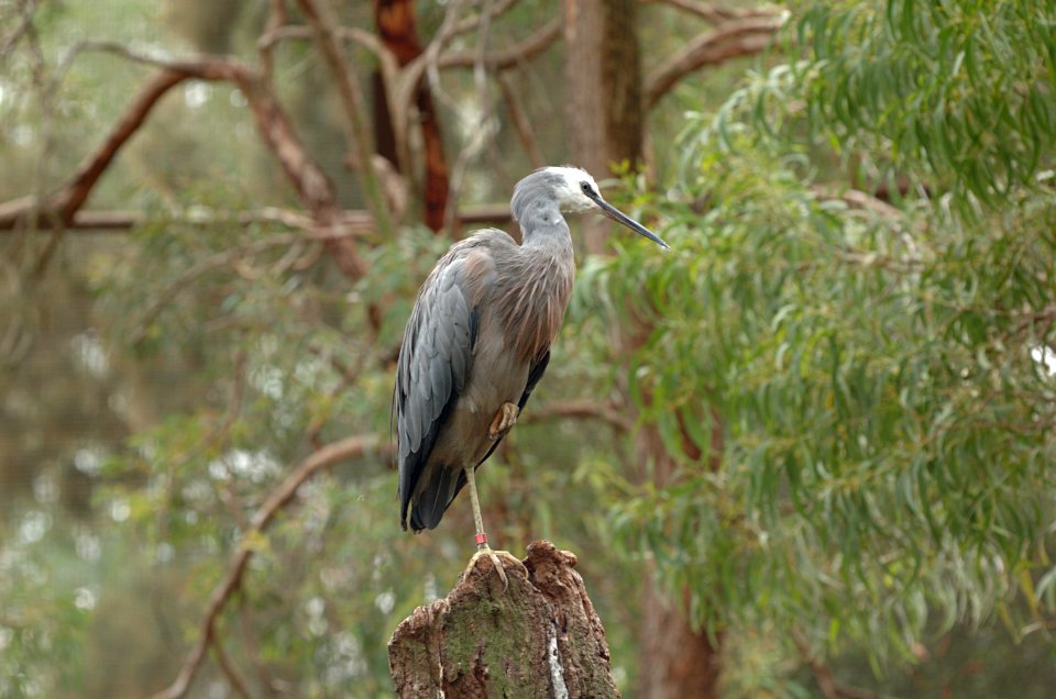 White-faced-Heron-Melbourne-Zoo-20070224-028 photo