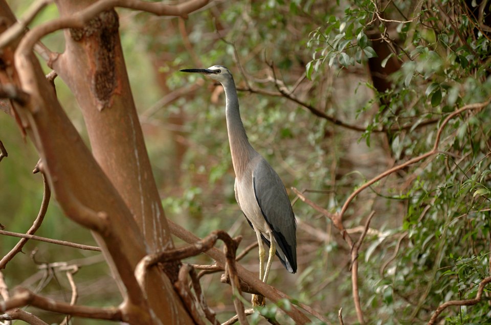 White-faced-Heron-Melbourne-Zoo-20070224-013 photo