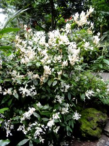 Whitfieldia elongata - Palmengarten Frankfurt - DSC01798